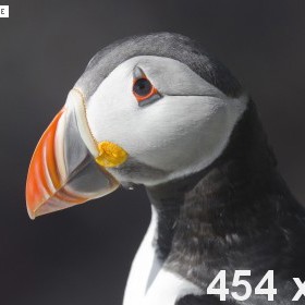 dummy-454x280-Puffin.jpg