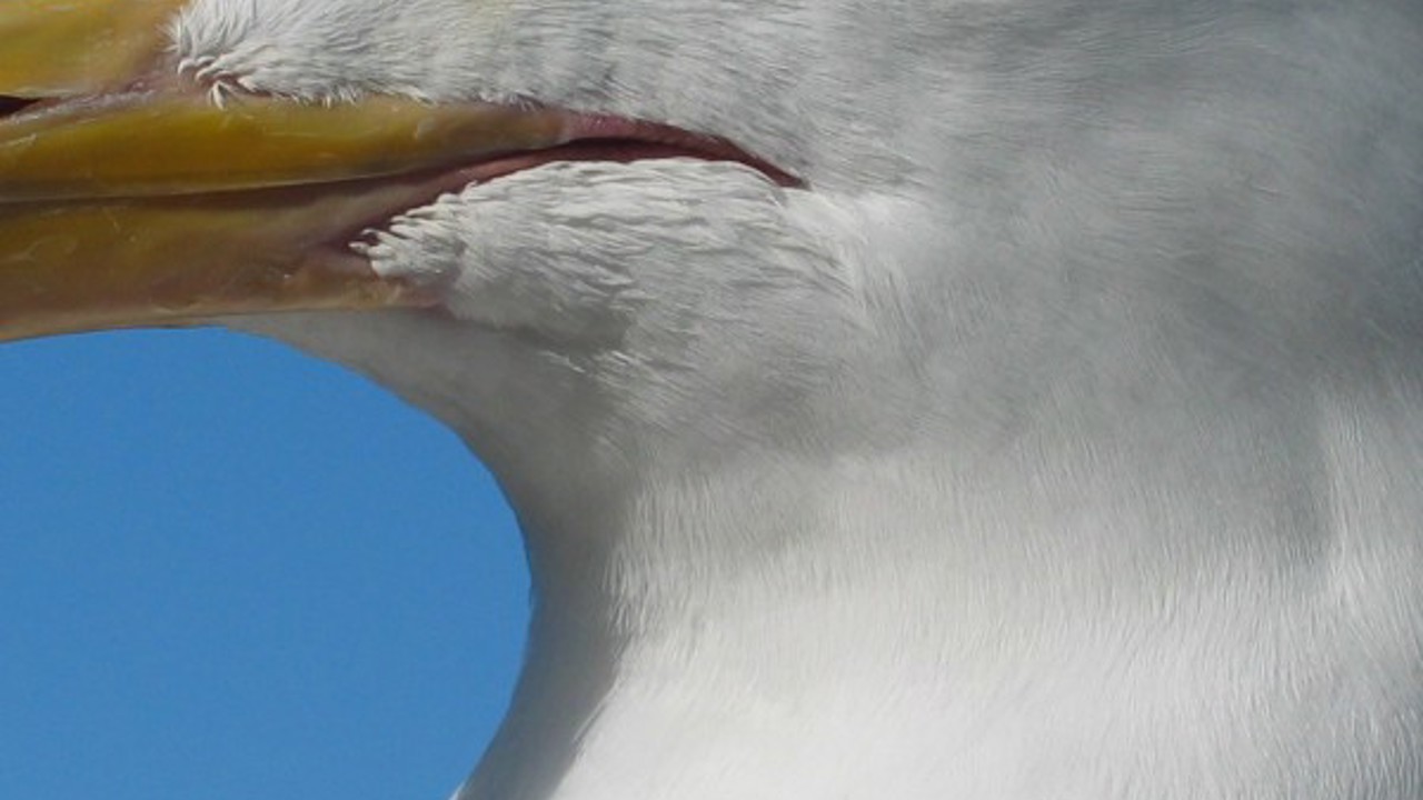 dummy-600x900-Gull.jpg