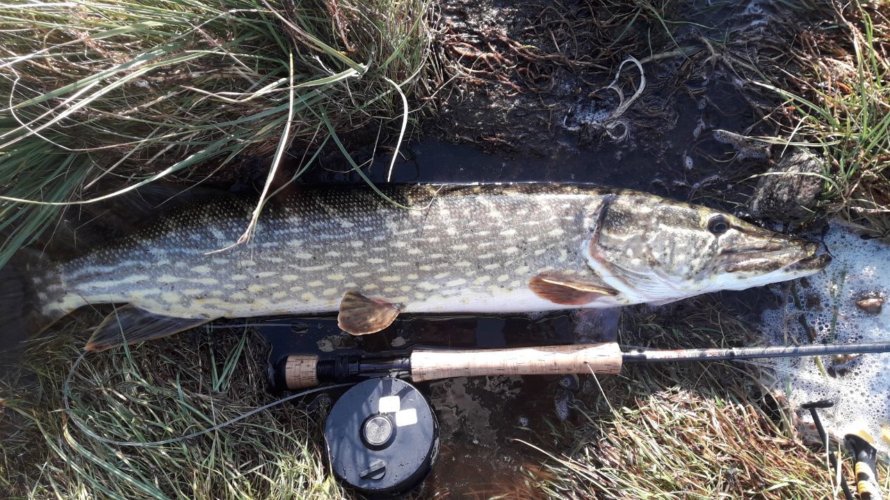 06.10.2019 Niels Fastrup 80 cm gedde fra skærgården tæt ved Karlskrona.