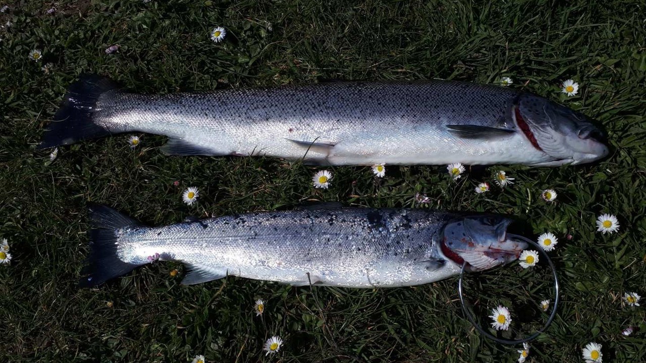 Aflyst ørreddag 2020, fisk fanget af Jacob Blom og Henrik Bager