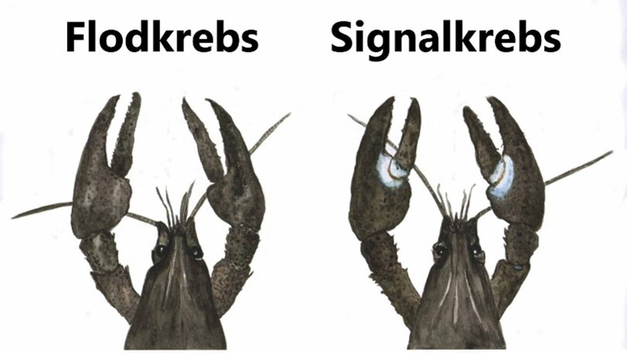 Signalkrebs1